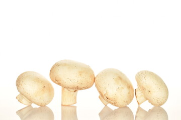 Fresh mushrooms, close-up, on a white background.