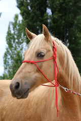 Head of a purebred young horse on natural background at rural animal farm