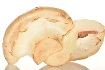 Fresh mushrooms, close-up, on a white background.