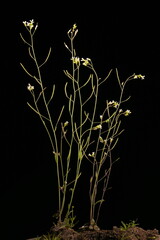 Thale Cress (Arabidopsis thaliana). Habit