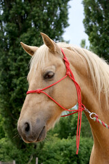 Obraz premium Head of a purebred young horse on natural background at rural animal farm