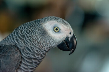 Close up of African Gray Parrot with brown background
