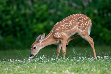 Whitetailed deer fawn in an open meadow i nth esummer