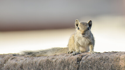 Squirrel