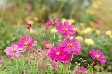 Fototapeta premium flowers