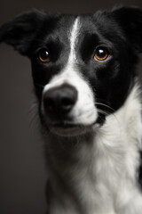 Naklejka na ściany i meble isolated black and white border collie close up head portrait looking at the camera on a dark background in the studio