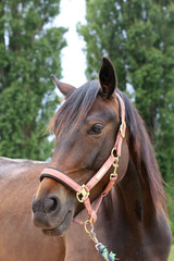Naklejka premium Head shot portrait close up of a beautiful saddle horse at summer paddock
