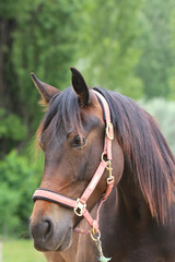 Obraz premium Head shot portrait close up of a beautiful saddle horse at summer paddock