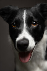 isolated black and white border collie close up head portrait looking at the camera and smiling on a dark background in the studio