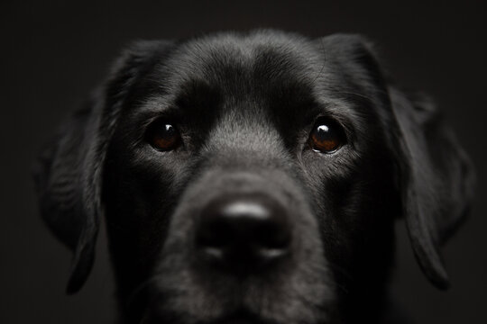isolated older black labrador retriever dog close up head portrait looking at the camera on a dark background in the studio