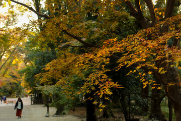 参道の紅葉　秋口