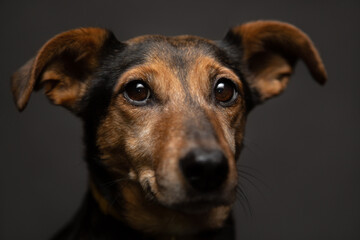 Obraz premium isolated brown mixed breed dachshund terrier type dog close up head portrait looking at the camera on a dark background in the studio