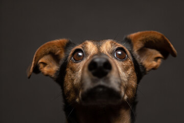 isolated brown mixed breed dachshund terrier type dog close up head portrait looking up on a dark background in the studio