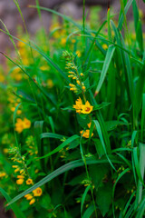 Caltha palustris with yellow flowers or Yellow flowers of Ranunculus repens or the creeping buttercup, in the garden. It is a flowering plant in the buttercup family Ranunculaceae.