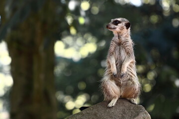 Naklejka na ściany i meble Meerkat at Bristol Zoo