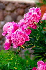 Сlose-up of big beautiful pink flower pion at the garden on a background of green leaves. Spring blooming. Pink peony flower with bright juicy leaves. Botanical concept for catalog. Floral shop theme.