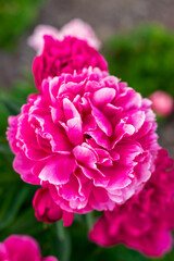 Сlose-up of big beautiful pink flower pion at the garden on a background of green leaves. Spring blooming. Pink peony flower with bright juicy leaves.