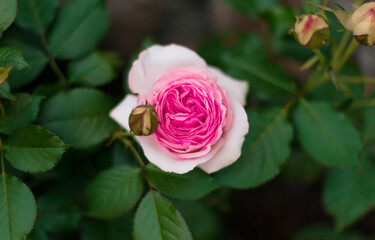 Floral summer Wallpaper. Beautiful bright pink rose surrounded by buds close-up in the evening garden among greenery with a blurred background.