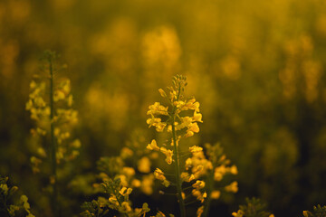 yellow canola rapeseed flowers close up at sunrise in spring