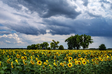 Field with sunflowers against a background of a trees and a blue sky with dramatic clouds.