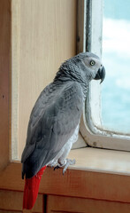 Obraz premium Close up of African Gray Parrot with brown background