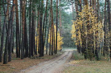 Obraz premium road, way forward