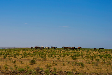 Fototapeta na wymiar A herd of horses on the horizon. Horse pasture. Blue sky with clouds. Horses graze in the steppe. Summer steppe landscape. Meadow with green grass and flowers. Skyline