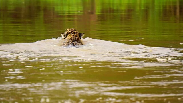 Jaguar swimming in Pantanal wetlands river