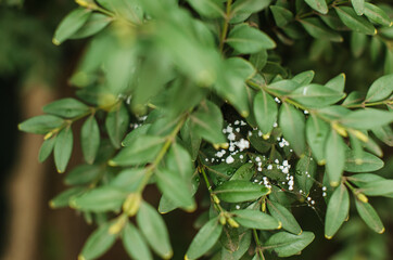 Obraz premium web dew