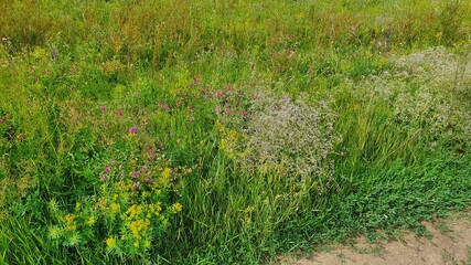 green grass field