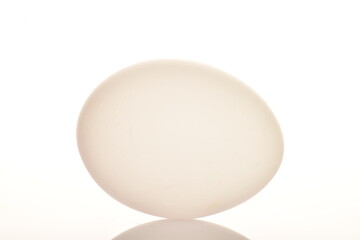 Fototapeta na wymiar One chicken egg, macro, isolated on white.