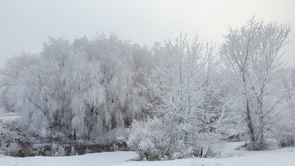 trees in the snow