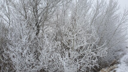 Fototapeta premium snow covered tree