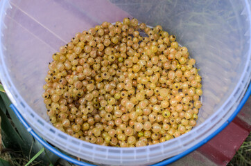 Harvested currant berries in a bucket