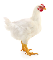 white hen isolated.