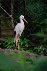 Big stork close up on a background of plants. Big stork bird
