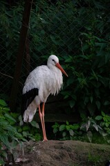 Big stork close up on a background of plants. Big stork bird
