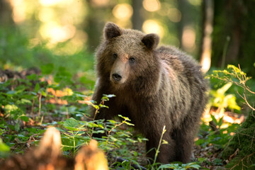 Brown bears in the forest. European bear moving in nature. Brown bear from Slovenia. Wildlife walking in nature. Bear in wildlife. Small bears in the forest. Spring in nature. 