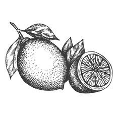 Vector hand drawn lemon illustration in vintage style