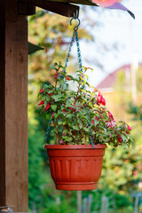 Flower pot with blooming decorative plant hangs under roof of a wooden house in sunlight at autumn morning