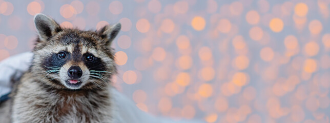 The face of a cute raccoon looking at the camera against the background of blurry lights. Horizontal photo for banner