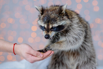 Man's hand outstretched to a raccoon with which he takes nuts and eats them. Animal Care Concept