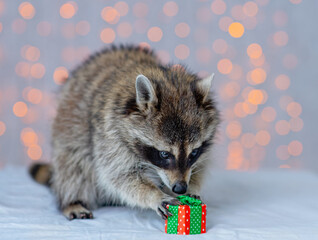 Cute little raccoon holding a small gift in its paws on the background of Christmas lights. Postcard to the holidays concept © Ermolaeva Olga
