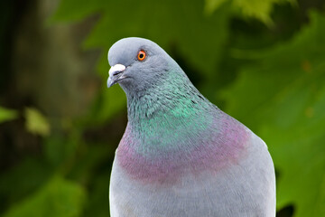 Closeup portrait of a colorful feral pigeon or city dove with blurred green leaves in the background