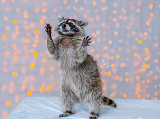A cute little raccoon standing on its hind legs raised its front legs in a gesture calling for a hug © Ermolaeva Olga
