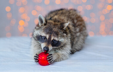 Cute little raccoon is holding a Christmas toy in its paws on the background of Christmas lights....