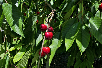 Closeup bunch of sunlit red cherries on a cherry tree with green leaves 