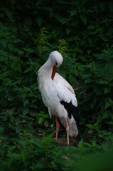 stork clean itself. Stork on a green background.
