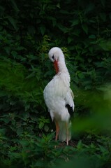 stork clean itself. Stork on a green background.
