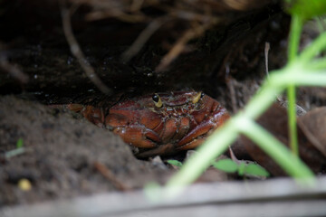Crab hidden inside tree